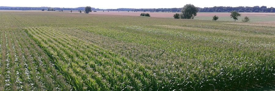 20130906 132259 900x300