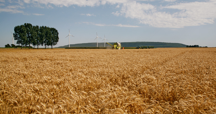 vermarktung weizen 9564 722x383